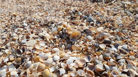 Seashells on sea beach in sunlight, close-up Stock Footage 91933468