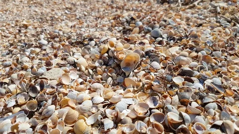 Seashells on sea beach in sunlight, close-up Stock Footage 91933546