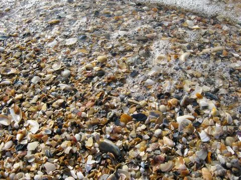 Seashells by the sea Stock Photos