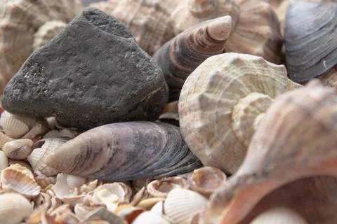 Seashells, sea shells - textures or backgrounds - various pebbles, stones and Stock Photos