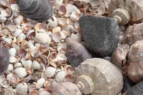Seashells, sea shells - textures or backgrounds - various pebbles, stones and Stock Photos