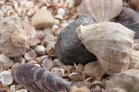 Seashells, sea shells - textures or backgrounds - various pebbles, stones and Stock Photos