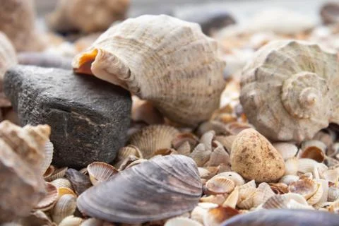 Seashells, sea shells - textures or backgrounds - various pebbles, stones and Foto stock