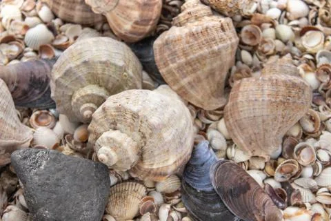 Seashells, sea shells - textures or backgrounds - various pebbles, stones and Stock Photos