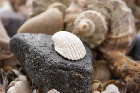 Seashells, sea shells - textures or backgrounds - various pebbles, stones and Foto stock