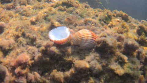 Seashells on the seabed among brown and green algae. Exploring marine life, Stock Footage 343426247
