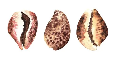 Seashells seafood. Menu. Various compositions. Watercolor hand drawn illustra Stock Illustration