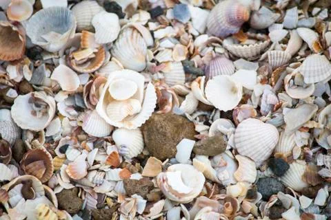 Seashells. Seashells wallpaper. Seashells on the shore Stockfoto's