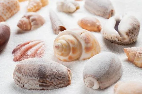 Seashells on the seashore and summer beach Stock-Fotos