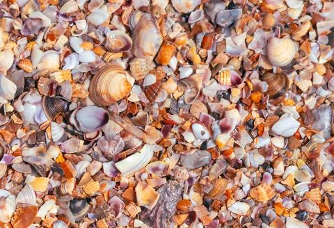 Seashells on the seashore close-up. Background 스톡 사진
