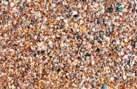 Seashells on the seashore close-up. Background 스톡 사진