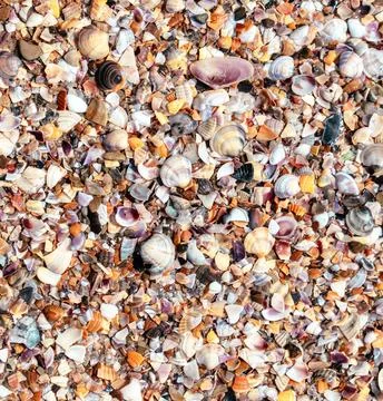Seashells on the seashore close-up. Background 스톡 사진