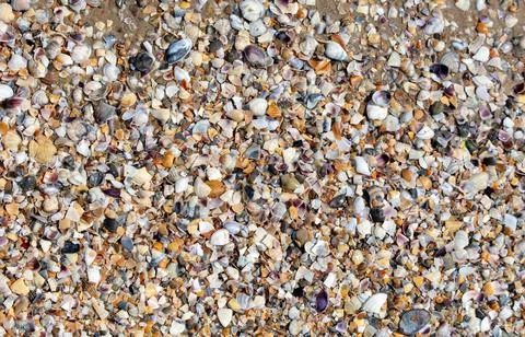 Seashells on the seashore close-up. Background 스톡 사진