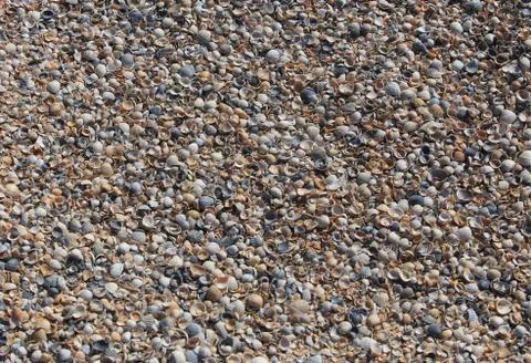 Seashells on a seashore. Multicolored seashells. Stock Photos
