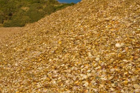 Seashells on the seashore. Stock Photos