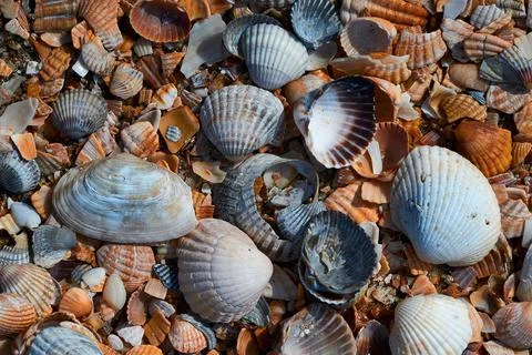 Seashells by the seashore Stock Photos