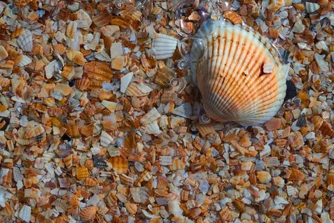 Seashells by the seashore Stock Photos