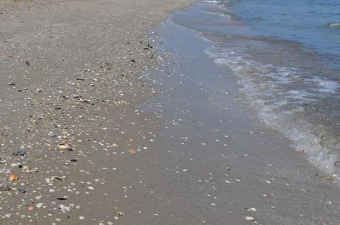 Seashells by the seashore Stock Photos
