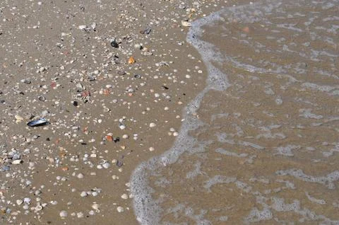 Seashells by the seashore Stock Photos