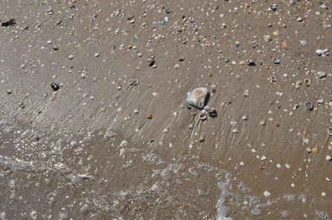 Seashells by the seashore Foto stock