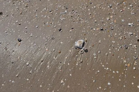 Seashells by the seashore Stock Photos