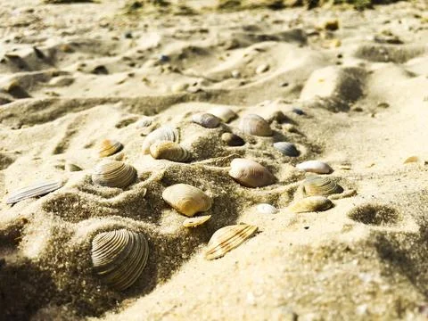 Seashells on the seaside on the sand Stock Photos
