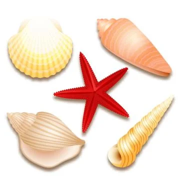 Seashells set and red starfish 스톡 일러스트