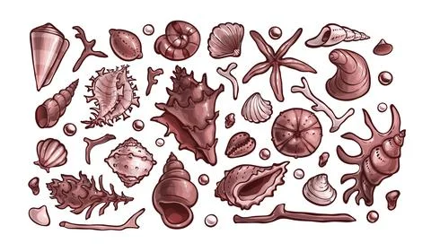 Seashells set. Marine animal shells, cartoon art Stock Illustration
