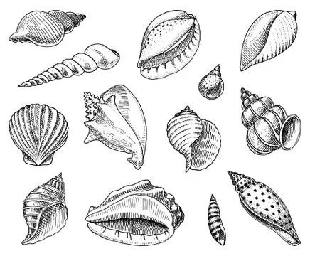 Seashells set or mollusca different forms. sea creature. engraved hand drawn in 스톡 일러스트