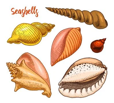 Seashells set or mollusca different forms. sea creature. engraved hand drawn in 스톡 일러스트