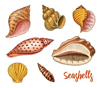 Seashells set or mollusca different forms. sea creature. engraved hand drawn in 스톡 일러스트