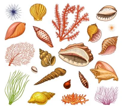Seashells set or mollusca different forms. sea creature. engraved hand drawn in 스톡 일러스트