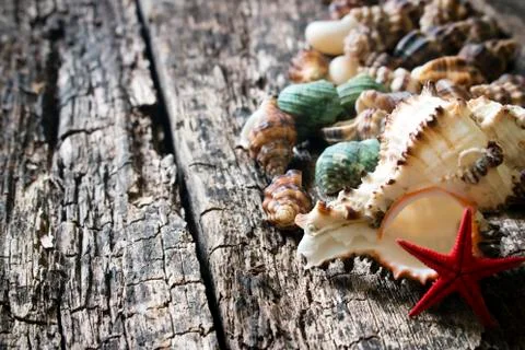 Seashells, shell, shellfish, starfish on wooden background close-up selective Stockfoto's