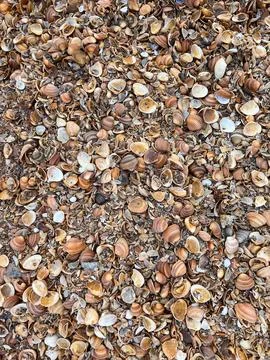 Seashells on a shelly beach in Derbent. Seashells background Stock Photos