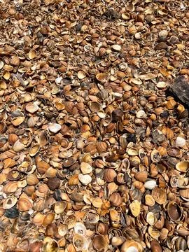 Seashells on a shelly beach in Derbent. Seashells background Foto stock