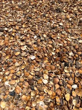 Seashells on a shelly beach in Derbent. Seashells background Stock Photos