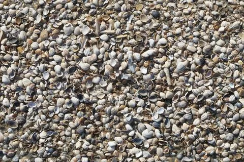 "Seashells on the Shore" Stock Photos