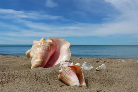 Seashells by the shore on sand Stock Photos