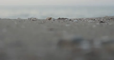 Seashells on the shore of a sandy beach against the background of the sea. Stock Footage 135417902