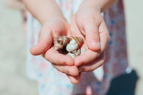 Seashells. small child show in the hands of the seashells. Stock Photos