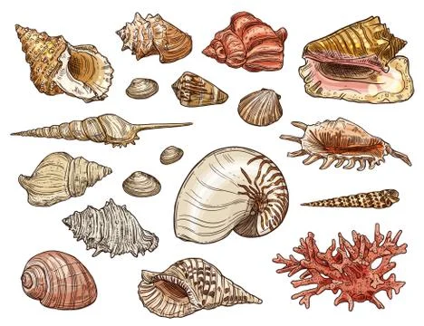 Seashells of snail, clam, shellfish and conch Stock Illustration