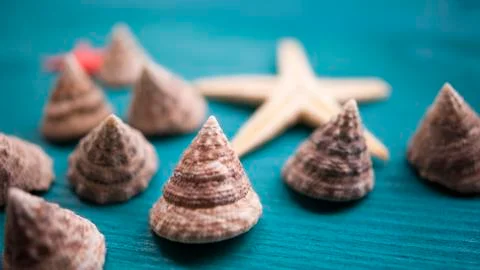 Seashells, snails, the sun. Composition, still-life. The concept of summer va Stock Photos
