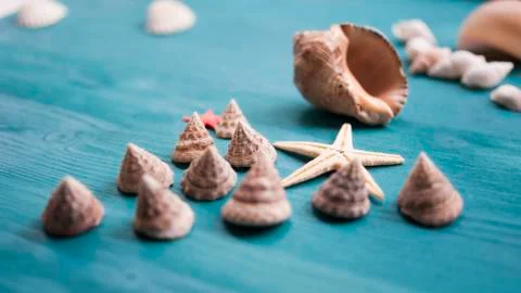 Seashells, snails, the sun. Composition, still-life. The concept of summer va Stock Photos