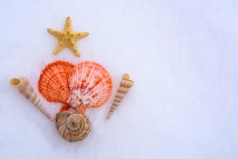 Seashells on the snow in the shape of a Christmas tree. The concept of Christ Stock Photos