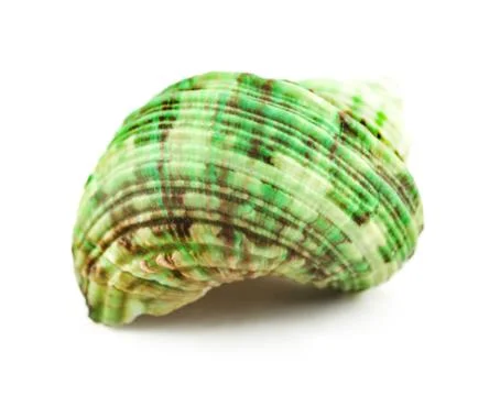 Seashells solated on white background Stock Photos