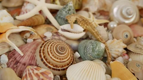Seashells, starfishes and corals with pearls Stock Footage 255754053