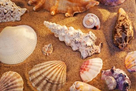 Seashells still life Stock Photos