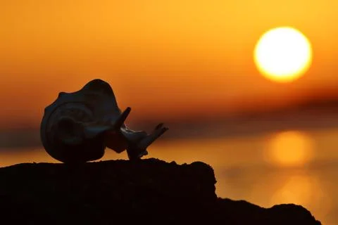 Seashells On The Stone In The Evening Sunset On The Beach Side Stock Photos