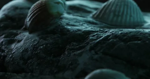 Seashells on Stony Shore under Moonlight. Stock Footage 273573025