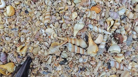 Seashells texture Stock Footage 294467709